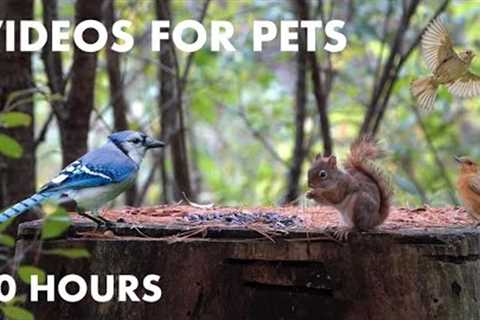 Red Squirrels, Blue Jays and Animals in the Forest - 10 Hour Cat TV for Cats to Watch - Oct 20, 2023