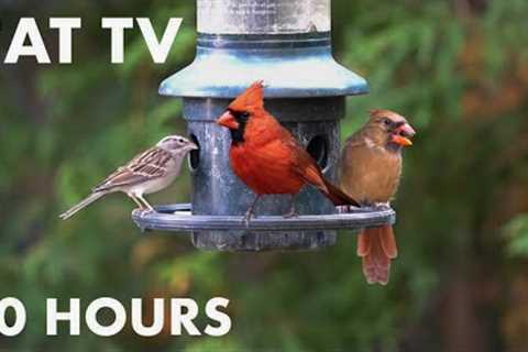 Saturday Morning Cartoons for Pets - 10 Hour Hanging Feeder Edition - Cat TV for Cats - Oct 21, 2023