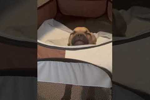 TPC SING D231009 Frenchie Puppy Asks Pet Parent to Take Him Out of His Playpen CLEAN V02