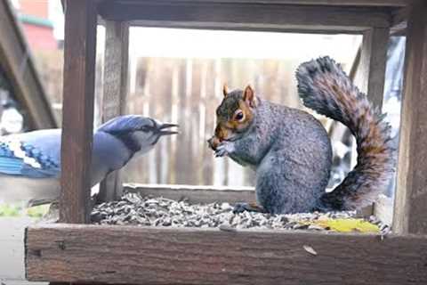 Sunday Morning Brunch for Backyard Blue Jays and Squirrels - 10 Hour Video for Pets - Oct 22, 2023