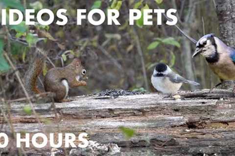 Blue Jays, Red Squirrels and Forest Friends Enjoying a Meal - 10 Hour Cat TV for Cats - Oct 23, 2023