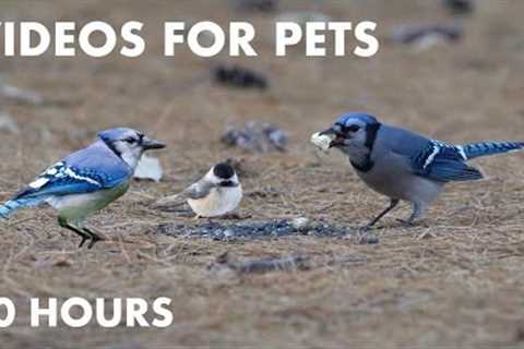 Blue Jays and Red Squirrels Playing in the Pine Needles - 10 Hour Videos for Pets - Oct 24, 2023