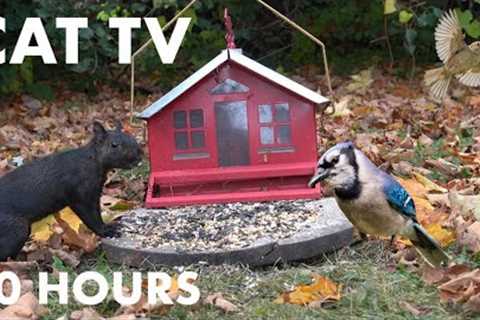 Backyard Birdhouse in the Fallen Leaves - 10 Hour Cat TV for Cats to Watch - Oct 25, 2023