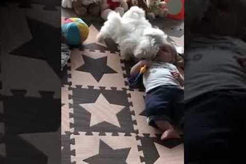 Cute Puppies Play With Baby!! 💖🐶