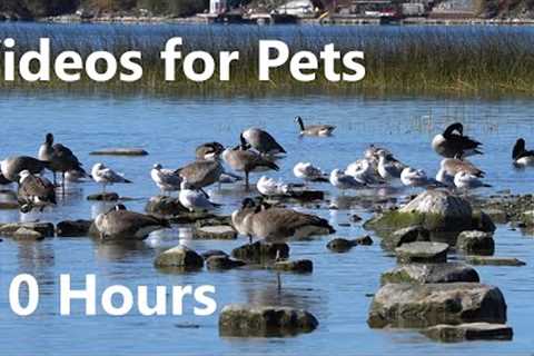 Ducks, Geese, Swans and Gulls - 10 Hour Video for Pets and People - Cat TV - Oct 26, 2023