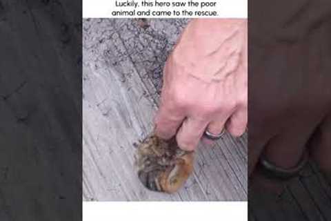 Amazing Chipmunk Rescue!  💗🐿🫂