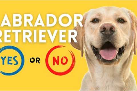 Labrador Retriever: 20 Pros & Cons of Owning One