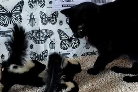 Baby Skunks CHASE Cat 😲 | FUNNIEST Pets of the Month