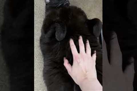 Black Cat Loves Belly Rubs