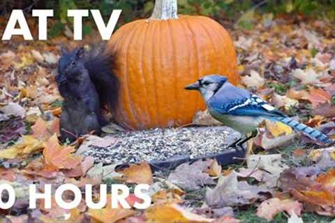 Fall Harvest for Backyard Birds and Squirrels - 10 Hour Cat TV for Cats to Watch - Oct 27, 2023