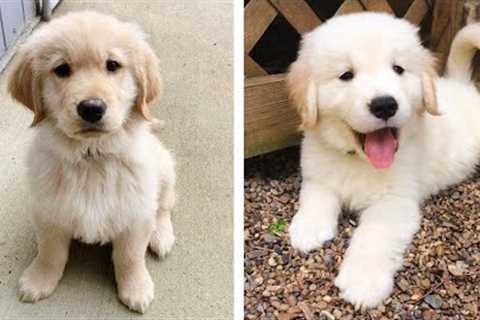 8+ Minutes of Cute & Funny Golden Puppies that Will Make Your Day Full of Happiness 😍💕| Cute Puppies