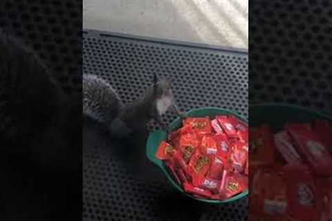 Sneaky Squirrel Steals Halloween Candy!