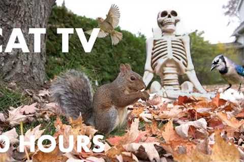 Saturday Morning Cartoons for Pets - 10 Hour Spooky Halloween Skeleton Edition - Oct 28, 2023