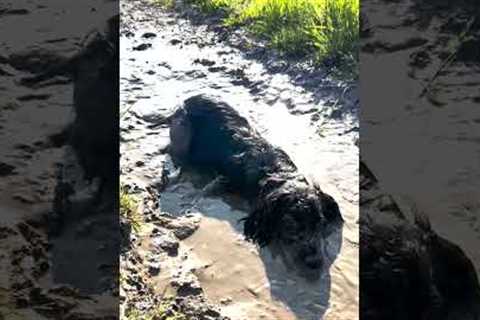 Goofy Dog Takes Mud bath 🐕 | Funniest Pets Of the Month