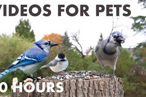 Sunday Morning Brunch for Hungry Blue Jays and Chipmunks - 10 Hour Video for Pets - Oct 29, 2023