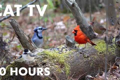 Blue Jays, Cardinals, Woodpeckers and Forest Friends in the Fall - 10 Hour Cat TV - Oct 30, 2023