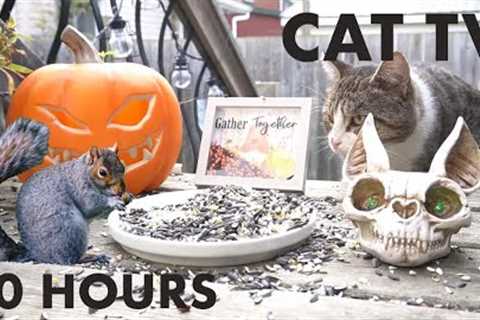 Happy Halloween from Handsome Nature! 10 Hour Halloween Video for Pets and People - Oct 31, 2023