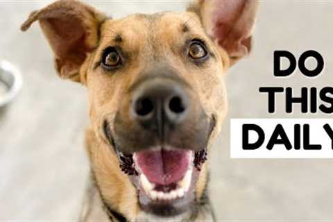 15 Ways To Make Your Dog HAPPY Today!