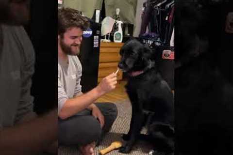 Dog Siblings Have Opposite Reactions To Brushing Teeth