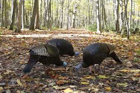 Turkeys, Blue Jays and Squirrels in the Forest - 10 Hour Video for Pets and People - Nov 01, 2023