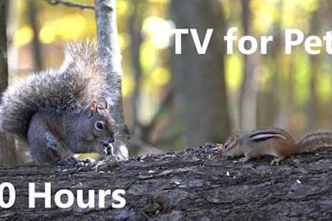 Chipmunk and Squirrel Dinner Date in the Forest - 10 Hour Cat tv for Cats to Watch - Nov 02, 2023