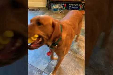 Dog Helps Pet Parent Celebrate #NationalSandwichDay!