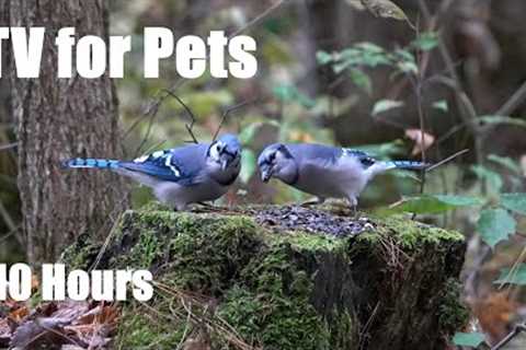 Blue Jays Eating Lunch on a Mossy Log in the Forest - 10 Hour Video for Pets - Cat TV - Nov 03, 2023