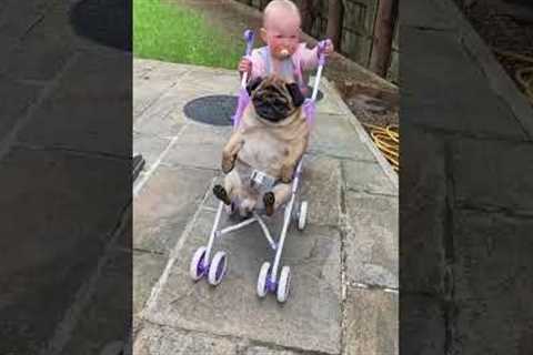 Funny Little Girl Takes Her Pug On A Stroll! 😂