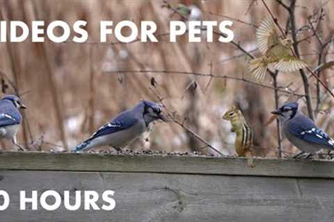 Blue Jays, Red Squirrels and Birds Enjoying the Years First Snowfall - 10 Hour Cat TV - Nov 06, 2023