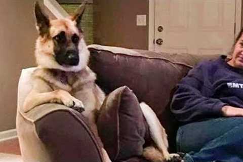 Do your German Shepherd dog is like this ? Funny GSD dog videos