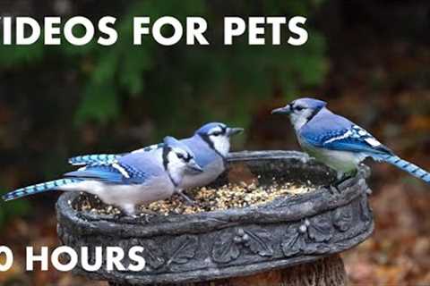 Blue Jays, Black Squirrels and Backyard Animals - 10 Hour Cat TV for Cats to Watch - Nov 07, 2023