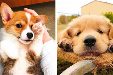 These Cute Puppies Will Brighten Your Day 🐶 | Cute Puppies