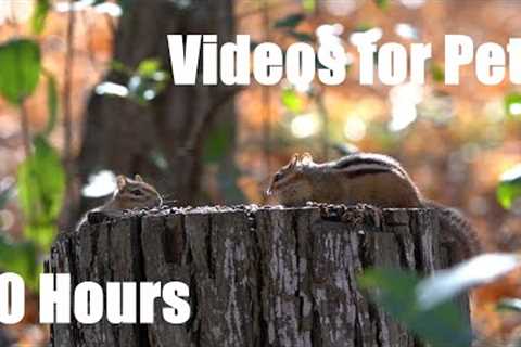 Forest Friends in Fall - Chipmunks, Birds and Squirrels in Canada  - 10 Hour Cat TV - Nov 08, 2023