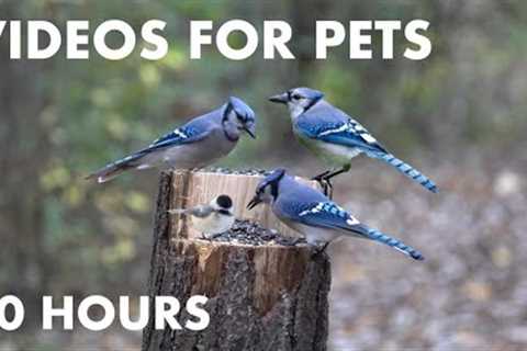 10 Hour Video for Pets - Blue Jays, Red Squirrels and Animals in a Canadian Forest - Nov 09, 2023