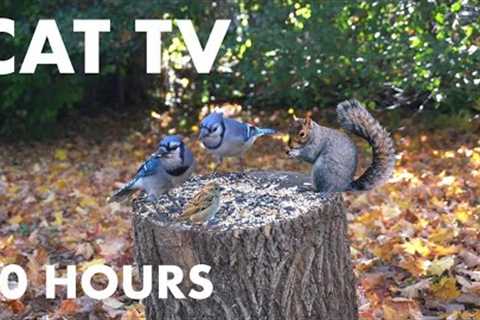 Backyard Animals in Beautiful Autumn Leaves - 10 Hour Cat TV for Cats to Watch - Nov 10, 2023