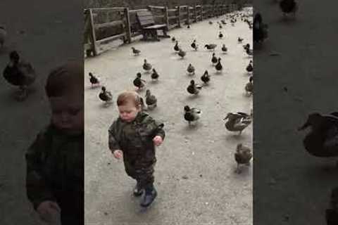 Cute Ducklings Follow Toddler Around Park