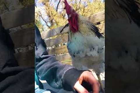 Hilarious Rooster Demands To Be Pet