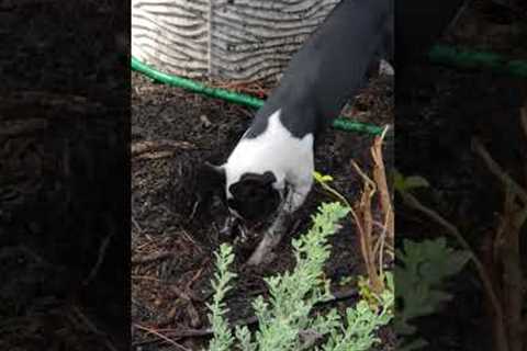 20 Minutes of Pets Making A Huge Mess