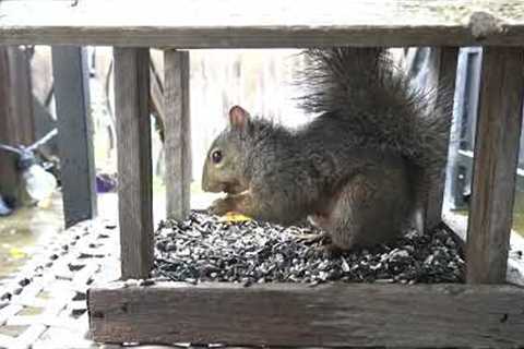 Sunday Morning Squirrels - 10 Hour Video for Pets and People - Relaxing Cat TV  - Nov 12, 2023