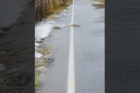 Salmon Hilariously Swims Across Flooded Road!