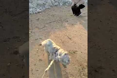 Excited Dog Jumps Into Sea Foam!