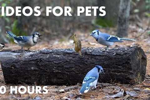 Blue Jays and Red Squirrels Feeding on Seeds in a Forest in Autumn- 10 Hour Cat TV - Nov 13, 2023