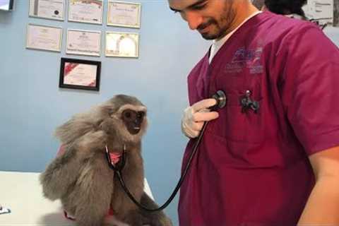 When Vet Visits Gone Wild😅Funny Animal Encounters at the Clinic