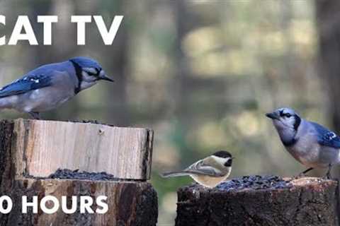 Blue Jays, Chickadees and Chipmunks Feeding on the Forest Stump - 10 Hour Cat TV - Nov 14, 2023