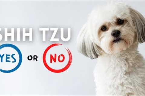 Shih Tzu: 16 Pros and Cons of Owning One