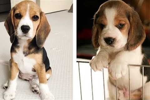 😍 Cute & Funny Beagle Puppies Videos That Are IMPOSSIBLE Not To Aww At 🐶 | Cute Puppies