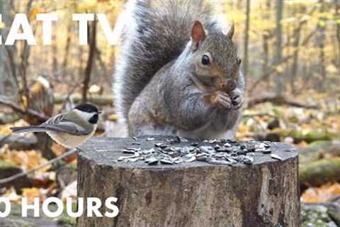 Woodpeckers, Chickadees, Chipmunks and More in a Vibrant Fall Forest - 10 Hour Cat TV - Nov 15, 2023