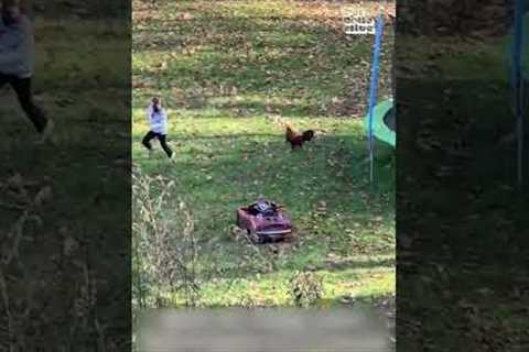 Girls Plays Tag with Rooster!