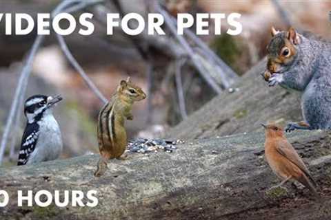 Chipmunks, Woodpeckers, Squirrels and Forest Friends - 10 Hour Video for Pets - Nov 16, 2023