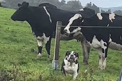 Dog thinks he is a Cow 🤣 It's TIME for RELAX with FUNNY DOG videos